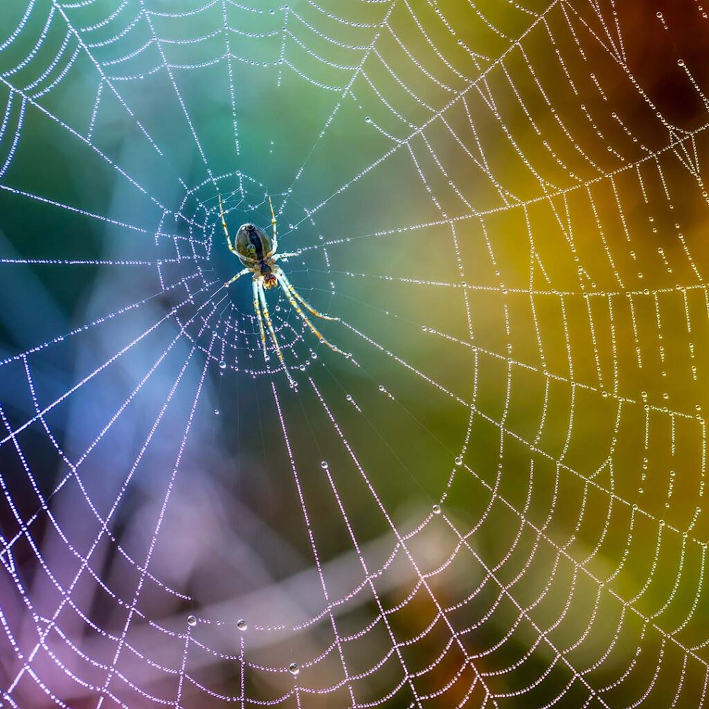 A spider sits in the middle of an iridescent web with a rainbow of colors behind her